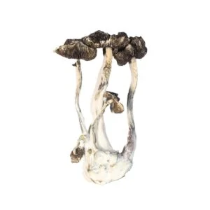 albino a magic mushrooms 300x300.jpg.webp