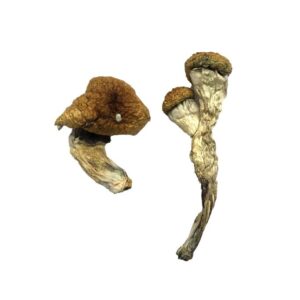amazonian magic mushrooms 683x1024 1.jpg
