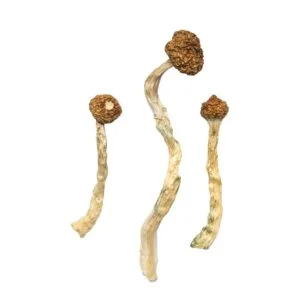 arenal volcano mushrooms 300x300.jpg.webp