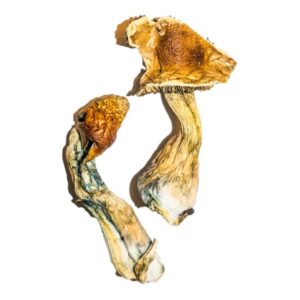 b magic mushroom 683x1024 1.jpg