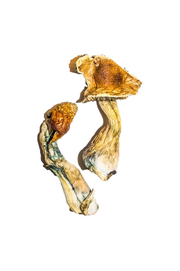 b magic mushroom 683x1024 1.jpg b magic mushroom 683x1024 1.jpg