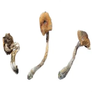 b plus magic mushrooms 300x300.jpg.webp