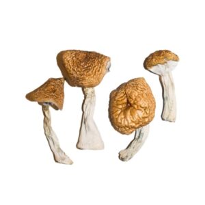 burmese magic mushrooms 2 683x1024 1.jpg