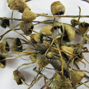 buy liberty caps online.jpg