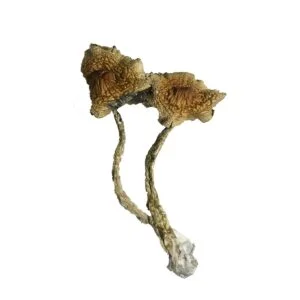 cambodian magic mushrooms 300x300.jpg.webp
