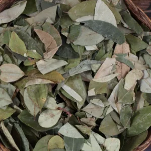 coca leaves.webp