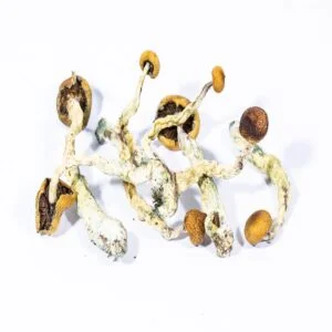 creeper magic mushrooms 300x300.jpg.webp