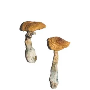 penis envy 6 pe6 magic mushrooms 300x300.jpg.webp