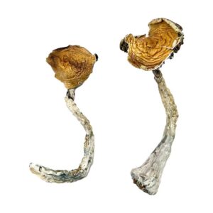 tidal wave magic mushrooms 683x1024 1.jpg