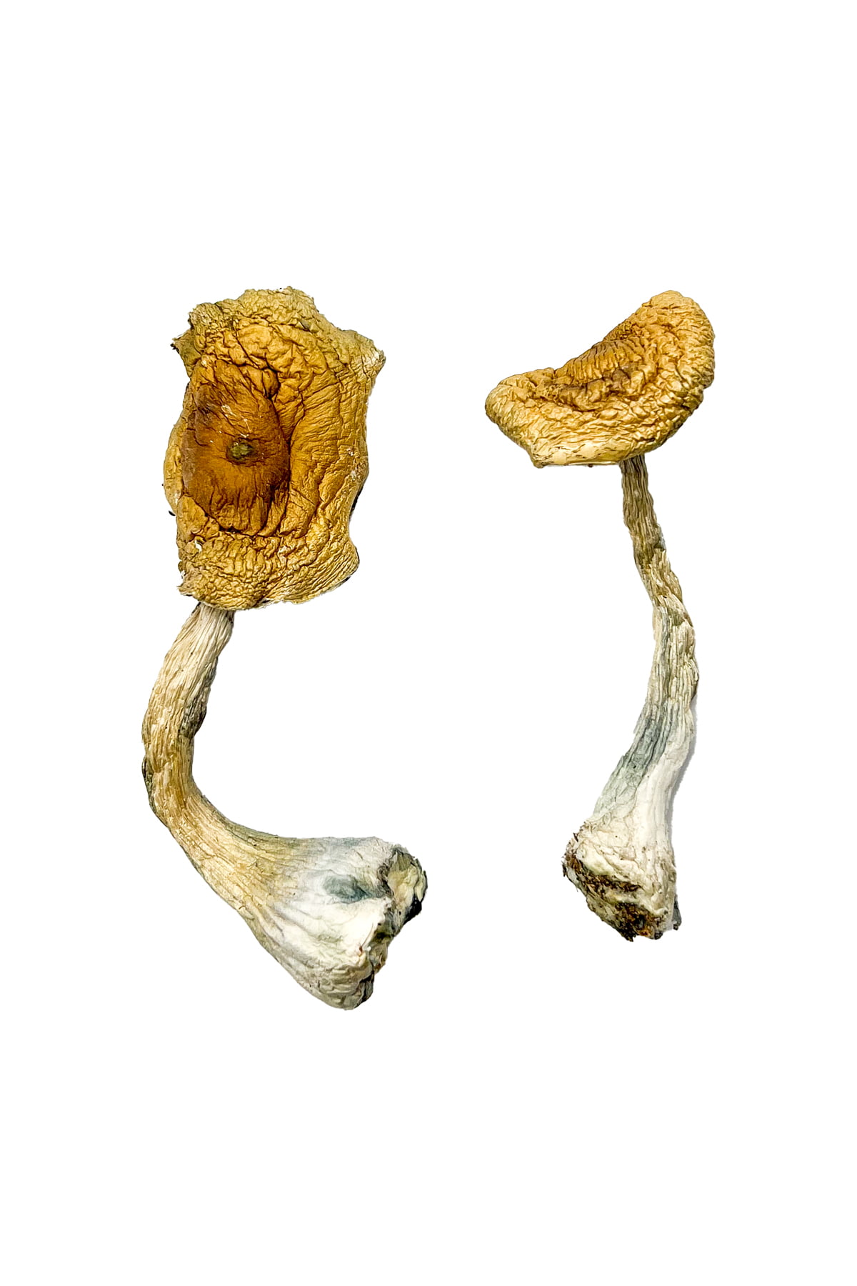 tidal wave shrooms.jpg tidal wave shrooms.jpg