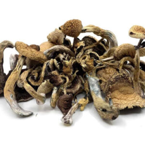 golden teacher mushrooms 510x384 2.jpg