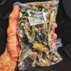 magic mushrooms.jpg