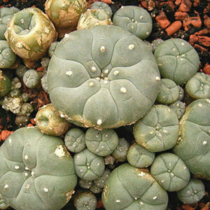 mescaline.jpg