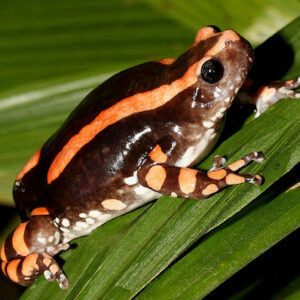 rubber banded frog for sale.jpg